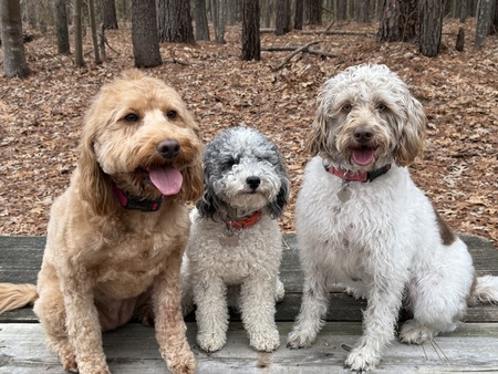 Entry image for Sunny, Millie, and Zoey. Clicking this image will show a larger photo