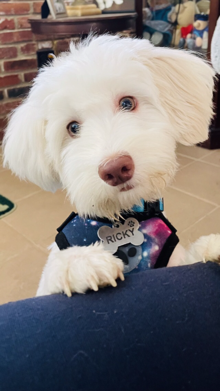 Entry image for Ricky. Clicking this image will show a larger photo