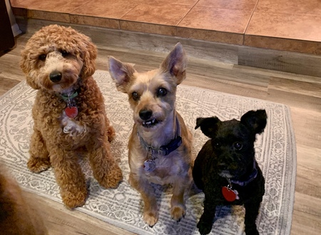 Entry image for Louie, Spike & Missy. Clicking this image will show a larger photo