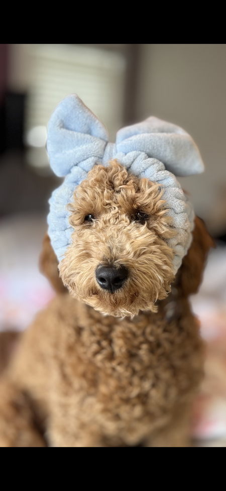 Entry image for Barkley . Clicking this image will show a larger photo