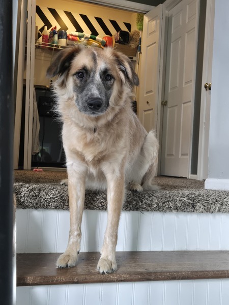 Entry image for Koda. Clicking this image will show a larger photo