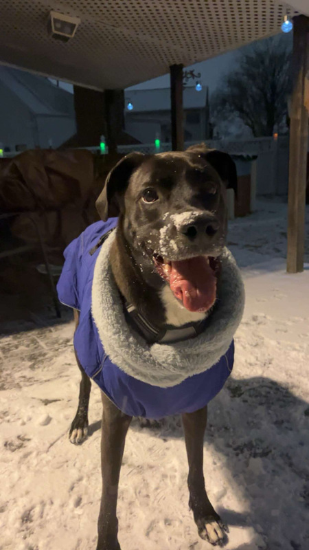 Entry image for Mochi . Clicking this image will show a larger photo