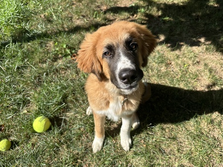 Entry image for Benson. Clicking this image will show a larger photo