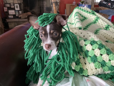 Entry image for Trixie. Clicking this image will show a larger photo