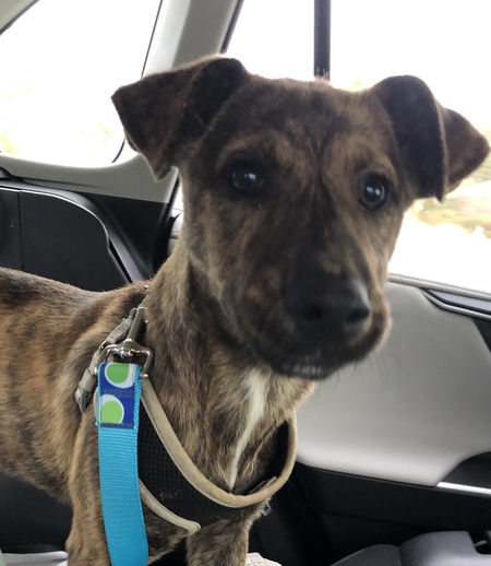 Entry image for Finn. Clicking this image will show a larger photo