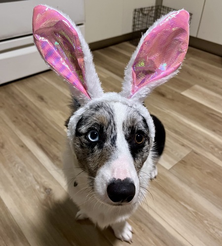 Entry image for Augustus. Clicking this image will show a larger photo