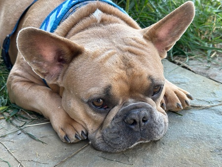 Entry image for Tonka. Clicking this image will show a larger photo