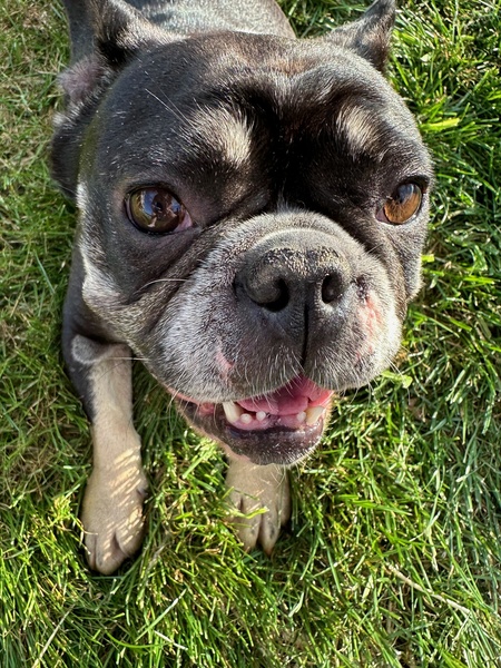 Entry image for Bubblegum. Clicking this image will show a larger photo