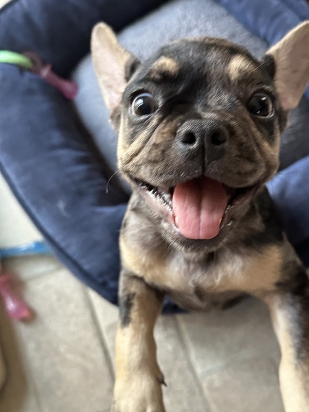 Entry image for Josie. Clicking this image will show a larger photo