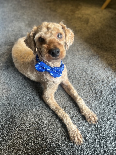 Entry image for Liam. Clicking this image will show a larger photo