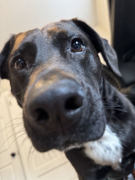 Entry image for Cooper. Clicking this image will show a larger photo