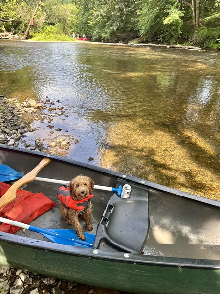 Entry image for Stella . Clicking this image will show a larger photo