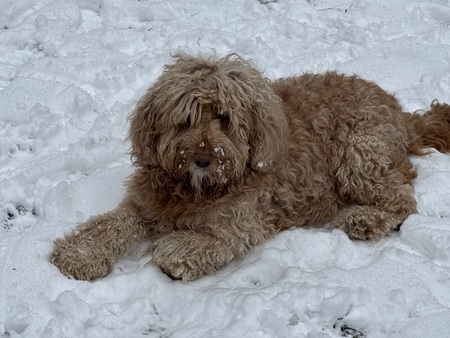 Entry image for Maggie. Clicking this image will show a larger photo