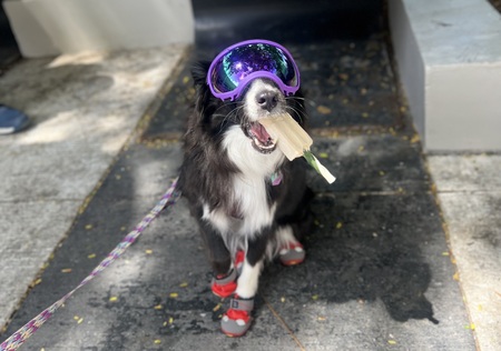 Entry image for Tonks. Clicking this image will show a larger photo