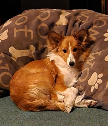 Entry image for Simcoe. Clicking this image will show a larger photo