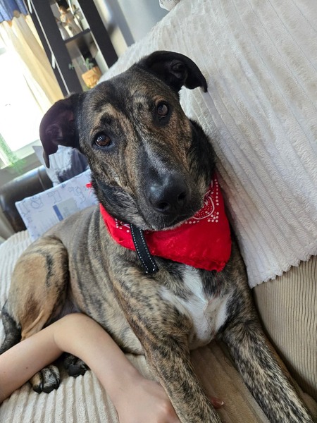 Entry image for Ollie. Clicking this image will show a larger photo