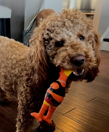 Entry image for Frankie . Clicking this image will show a larger photo