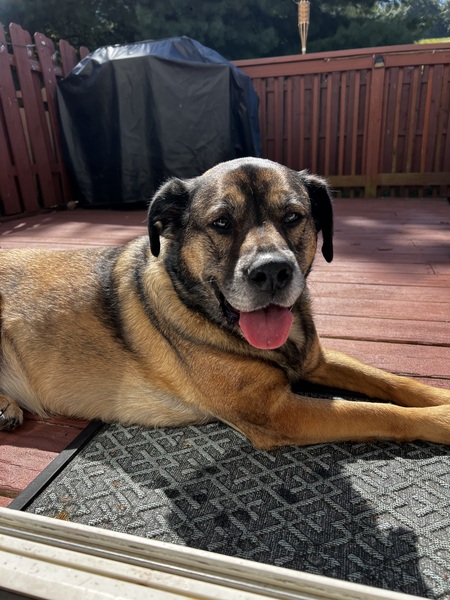 Entry image for Rosie. Clicking this image will show a larger photo