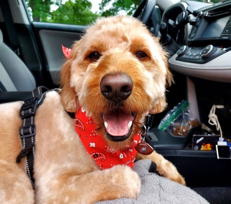 Entry image for Louie. Clicking this image will show a larger photo