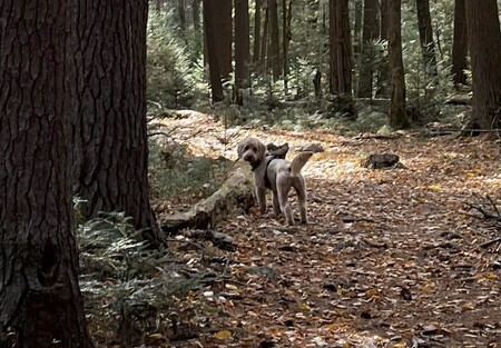 Entry image for Louie. Clicking this image will show a larger photo