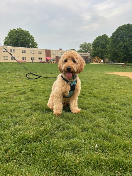 Entry image for Louie. Clicking this image will show a larger photo