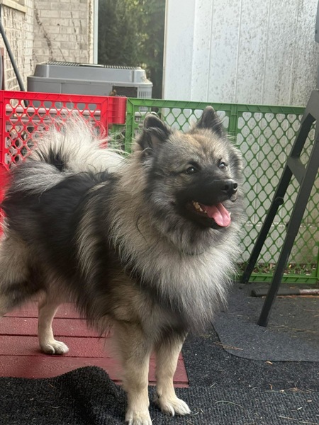 Entry image for Cosmo. Clicking this image will show a larger photo