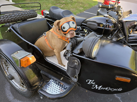 Entry image for Mork. Clicking this image will show a larger photo