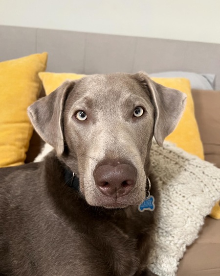 Entry image for Hank. Clicking this image will show a larger photo