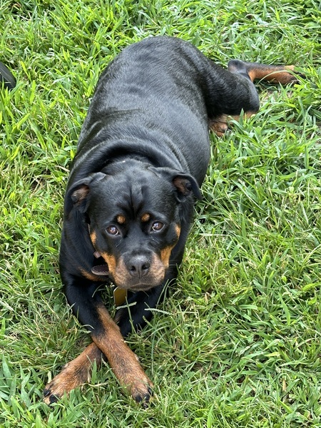 Entry image for Phoebe. Clicking this image will show a larger photo