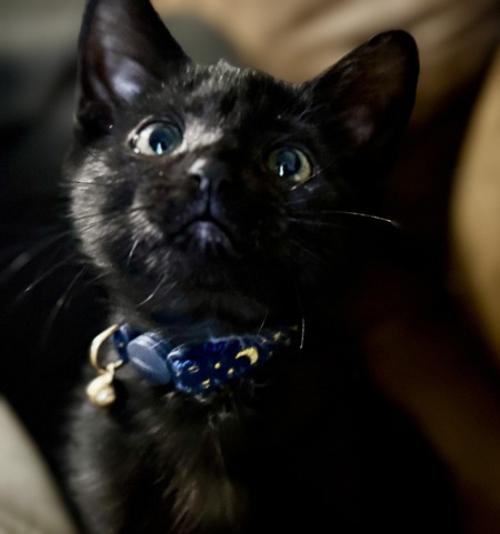 Nyx