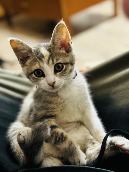 Ember