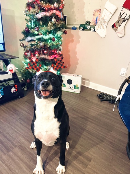 Otis