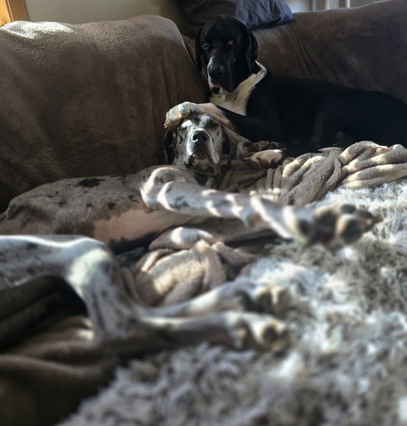 Zeus and Nala
