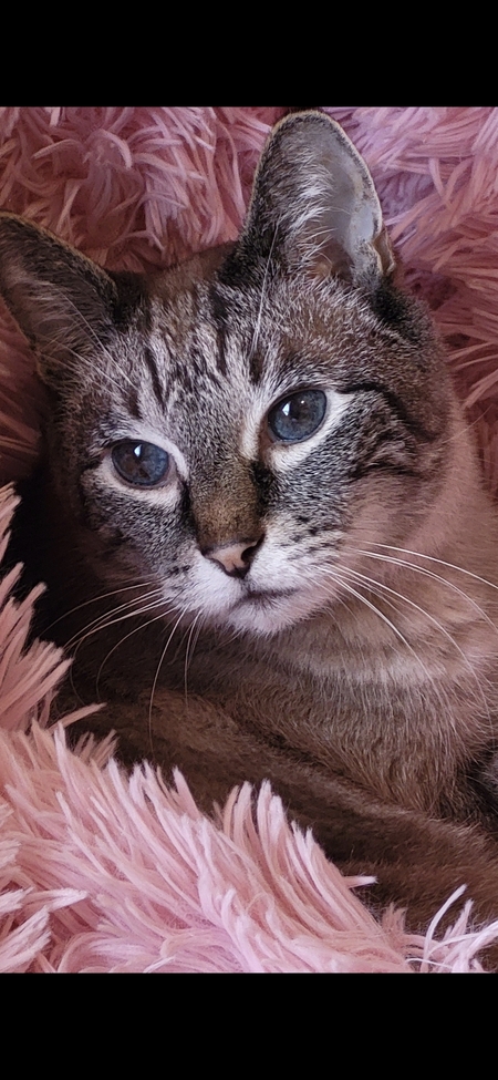 Buddy