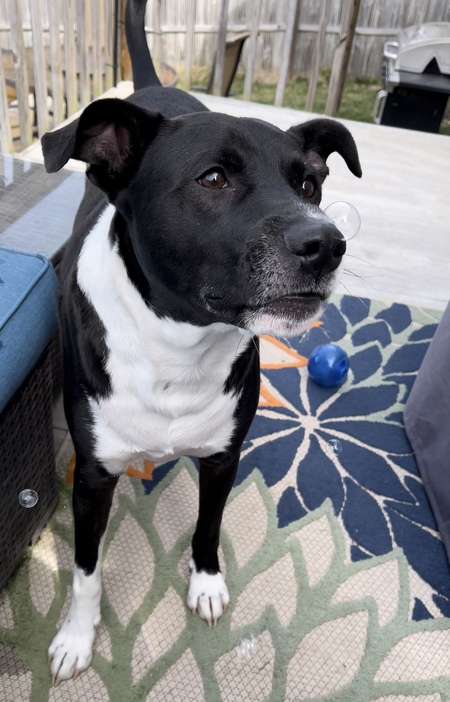 Otis