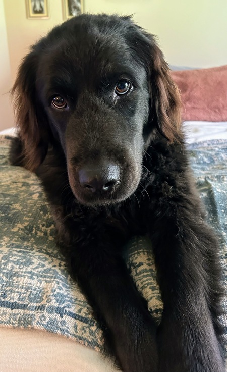 Riley Sue 