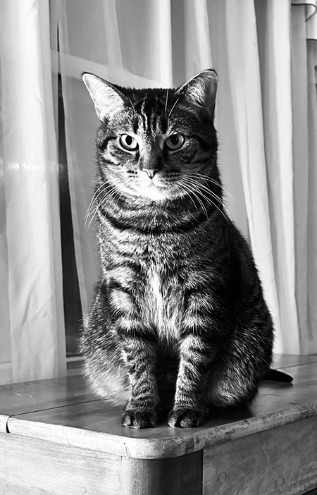 Tyger