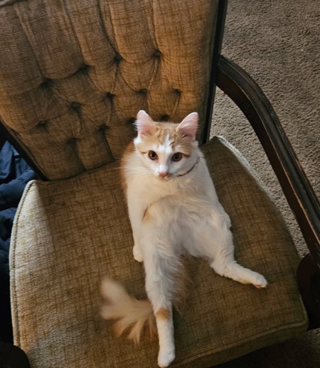 Whisky 