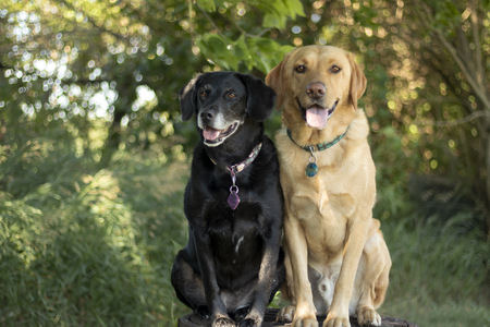 Lola and Crüe 