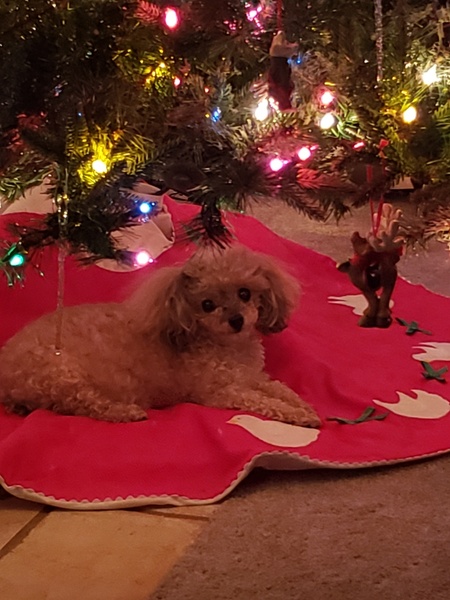 Dolce