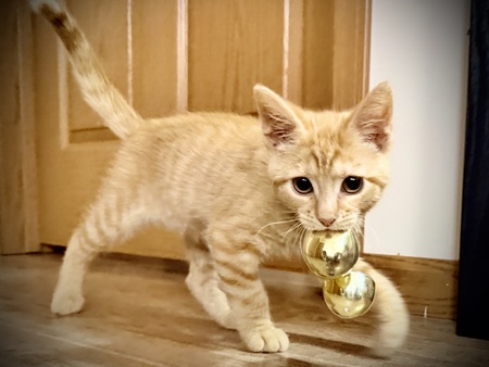Weasley