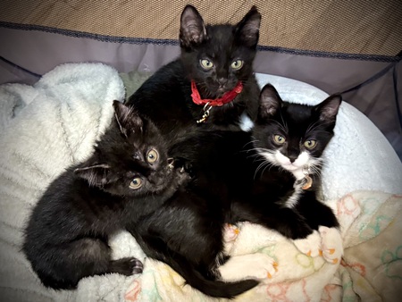Talos, Ajax, & Hestia