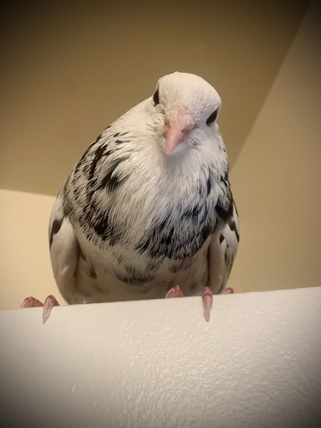 Scallywag