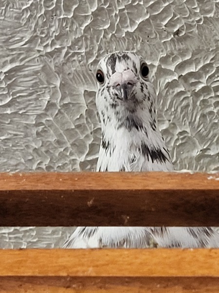 Taro