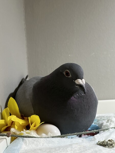 Monty