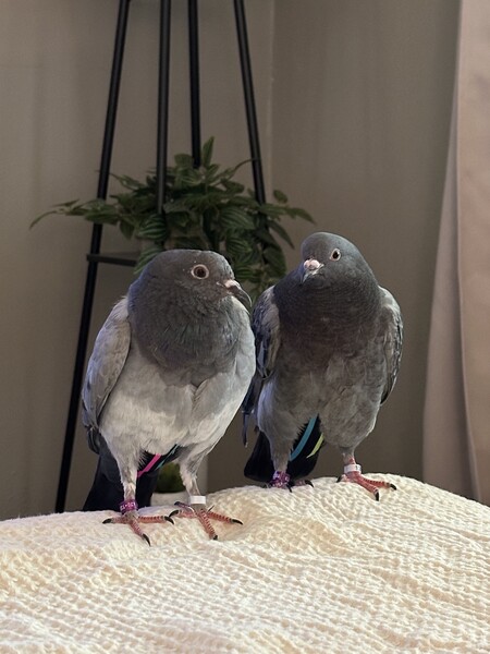 Ronnie & Reggie