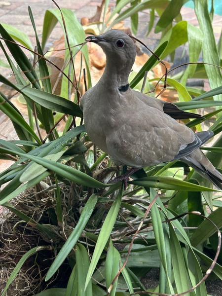 Birdie