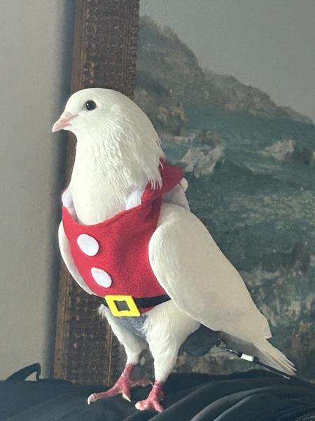 Wally The Wonder Pidge 