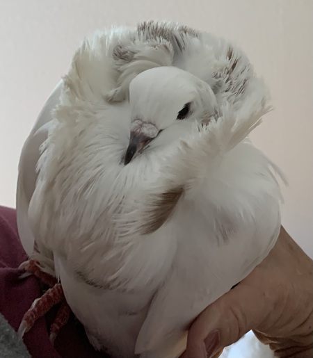 Coconut 