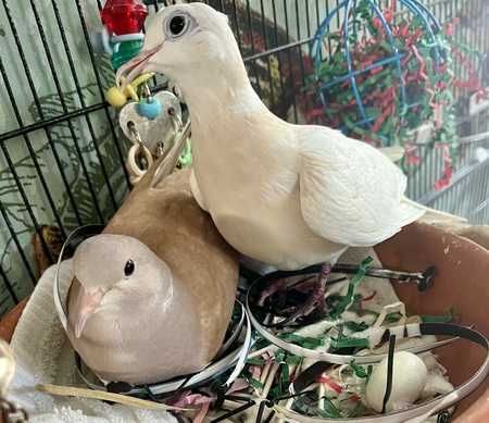Goop & Toast